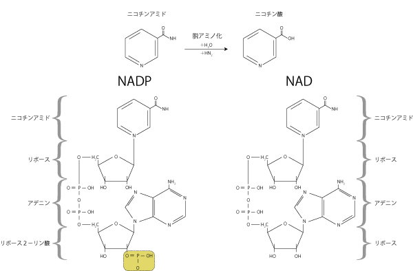 妊娠率、着床率、アップ、成功率